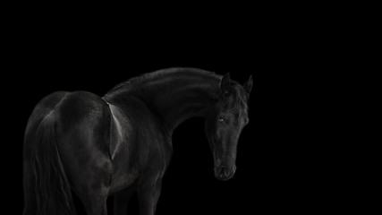 Naklejka na ściany i meble Silhouette of a beautiful frisian horse on black background isolated