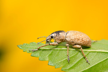 weevil on plant
