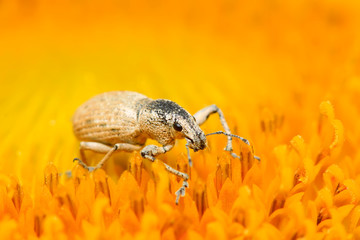 weevil on plant