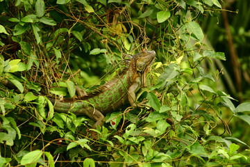 Green Iguana Lizard in green trees at Cano Negro in Costa Rica