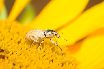 weevil on plant