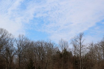 The thin clouds over the bare tree line of the forest.