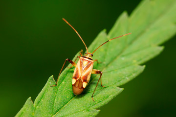 stinkbug on green leaf