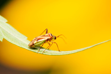 stinkbug on green leaf