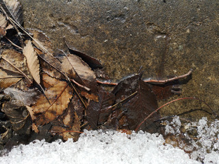 The texture of dry leaves and twigs on the concrete surface in early spring, dirt from under the snow