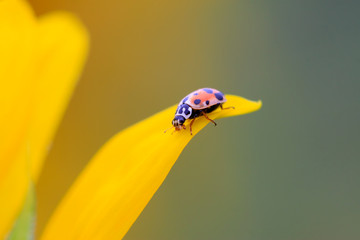 Hippodamia variegata on plant