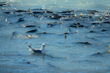 Seagull near salmon fishes swimming up the river, Alaska