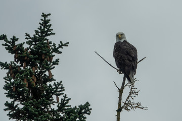 Bald eagle landed in a pine tree branch, Alaska