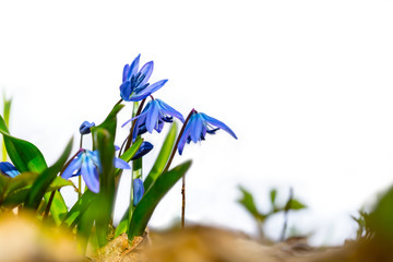 Fototapeta na wymiar heap of small beautiful blue spring snowdrop isolated on a white background