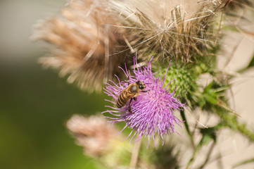 A beautiful color of blooming head donkey thistle with wild bee on it closeup as natural background