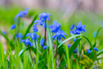 beautiful blue spring snowdrop flowers in a forest