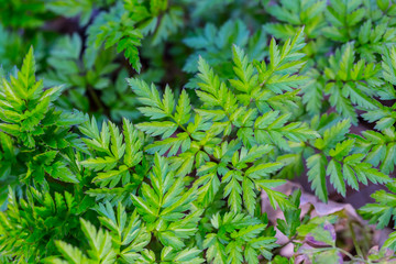 green grass natural background