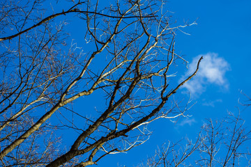 naked g=spring tree brnch on a blue sky background