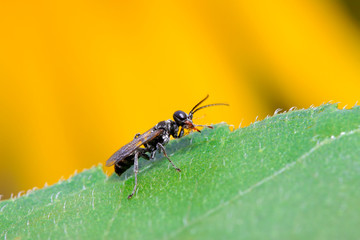 bees insects on plant