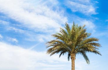 Obraz premium simple summer scenery landscape with single palm tree on vivid blue sky with white clouds background, travel and south vacation concept photography