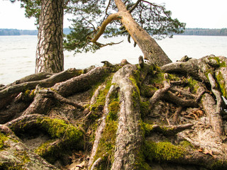 The roots of the trees that leaned over the lake.