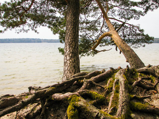 Intertwining the roots of trees leaning over the lake.