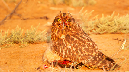 Short Eared Owl