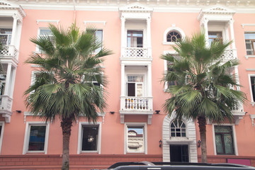 Palms the hotel window.