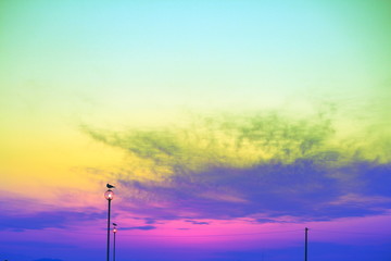 虹色の空のかもめ