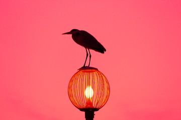 ピンクのかもめ