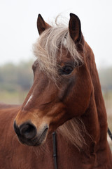 Portrait of beautiful red horse