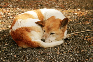 うずくまる犬２