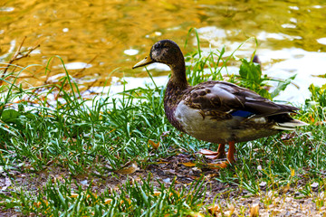 wild young drake on the waterfront