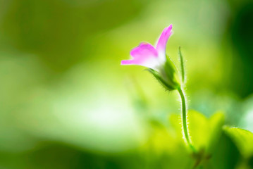 Purple flower in a garden, close up, macro photography, spring theme