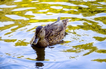 wild ducks swim in the lake