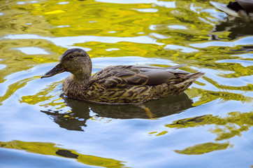 wild ducks swim in the lake
