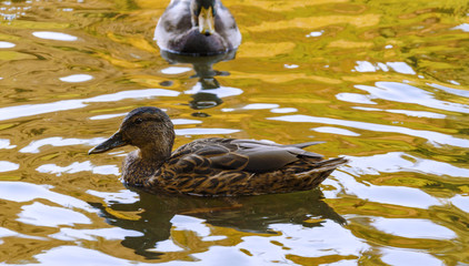 wild ducks swim in the lake