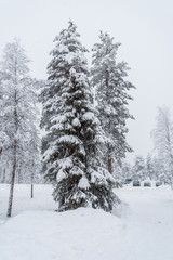 Obraz na płótnie Canvas Forest landscape near Rovaniemi in Lapland, Finland