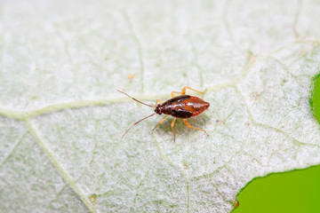 stinkbug on plant