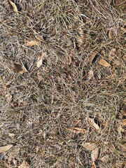Texture of dry grass and leaves closeup in Russia, in March