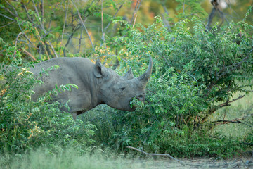 Black rhino bull feeding in the bush