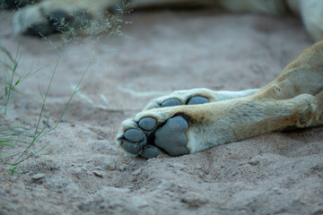 Lions paw print