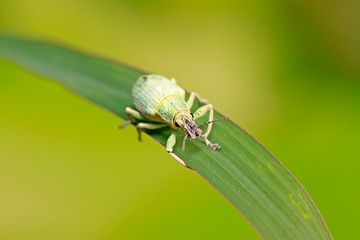 weevil on plant