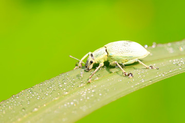 weevil on plant
