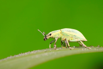 weevil on plant