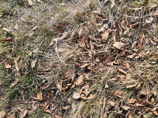 Texture of dry grass and leaves closeup in Russia, in March