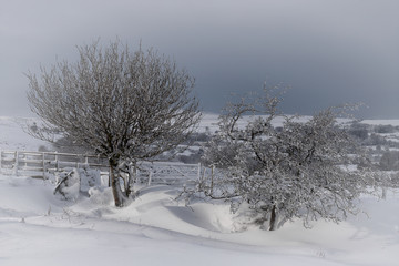 Dartmoor winter landscape with trees and snow