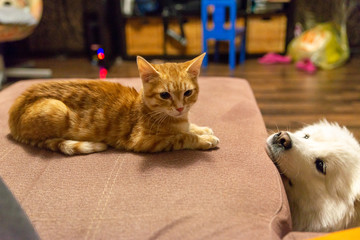 cat with dog on the couch
