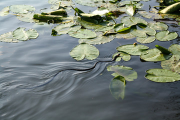 Adder snake swim in river. Europe, summer day. Non-venomous natrix - grass snake or water snake.
