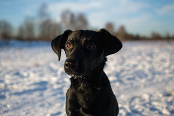 Portrait of beautiful small black dog, looking forward, sitting in a sunny meadow
