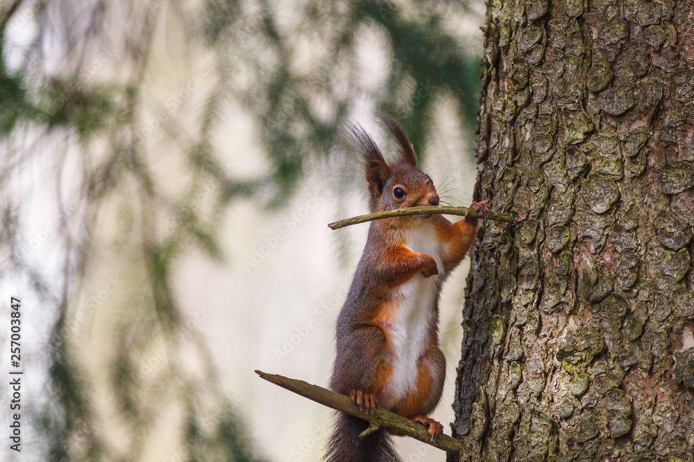 Wall mural red squirrel standing on a tree branch at a tree