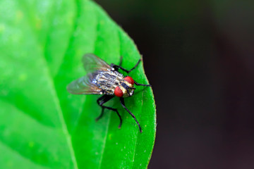 Naklejka premium Tachinidae on plant