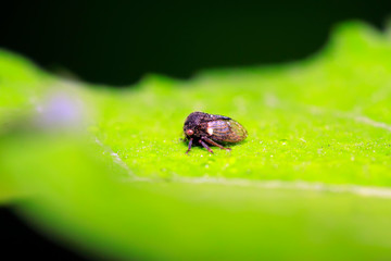 Membracidae insects