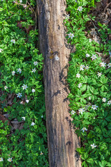 Flowering wood anemones
