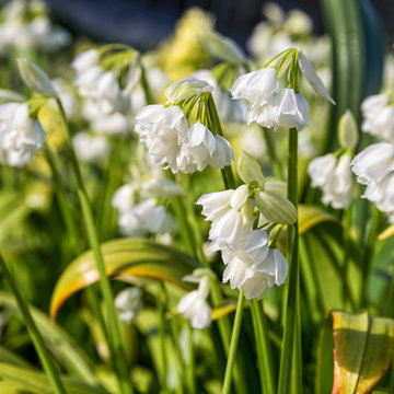 Allium paradoxum